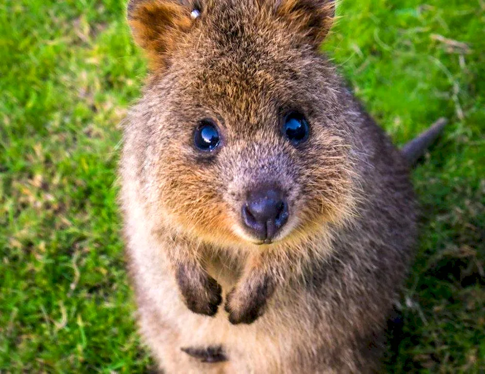 Kangaroo marsupial animal