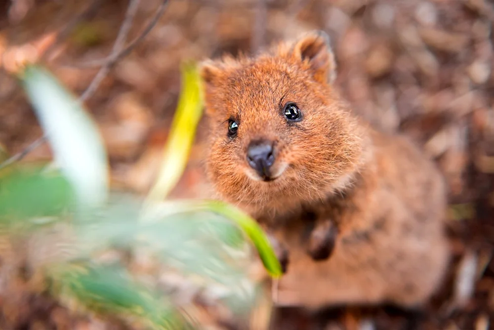 Kangaroo Quokka