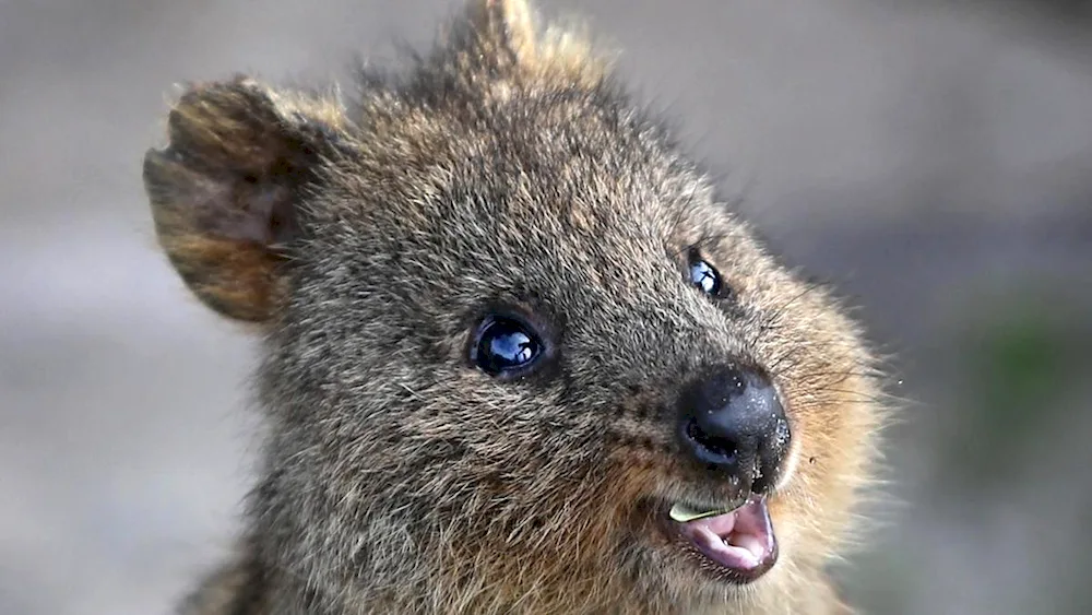 Kangaroo Quokka