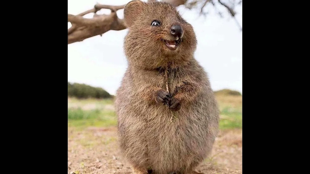 Dwarf kangaroo Quokka