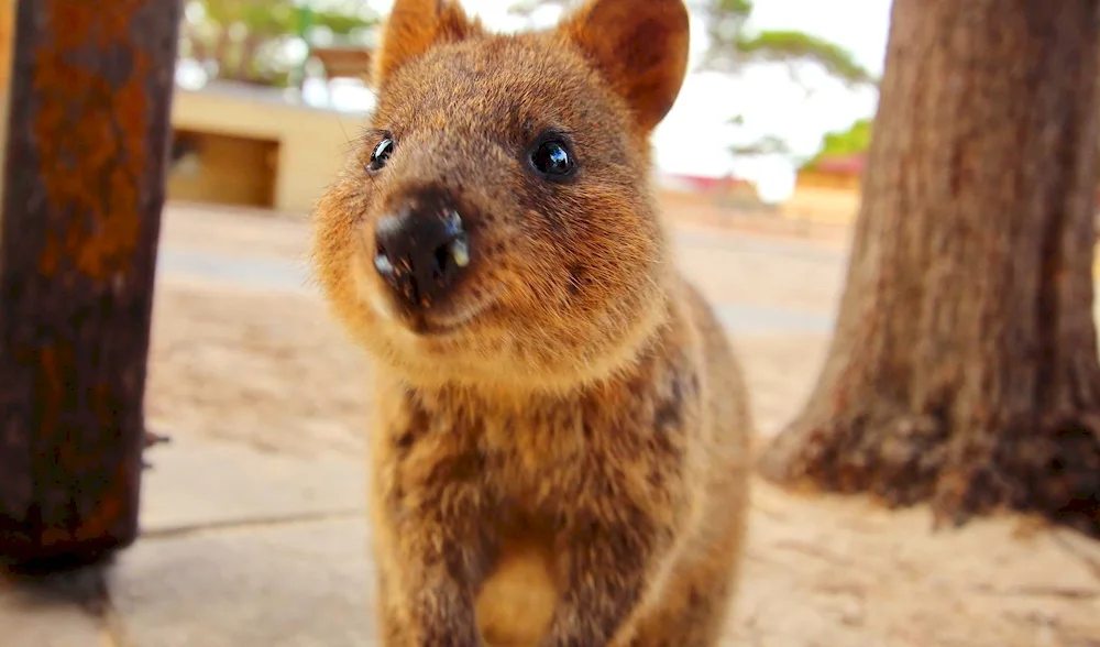 Kangaroo Quokka