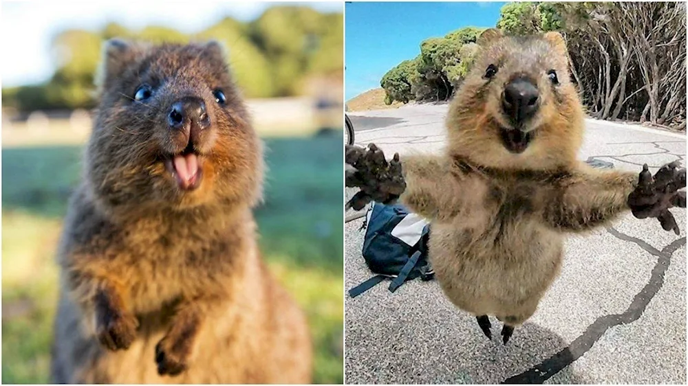 Kangaroo Quokka