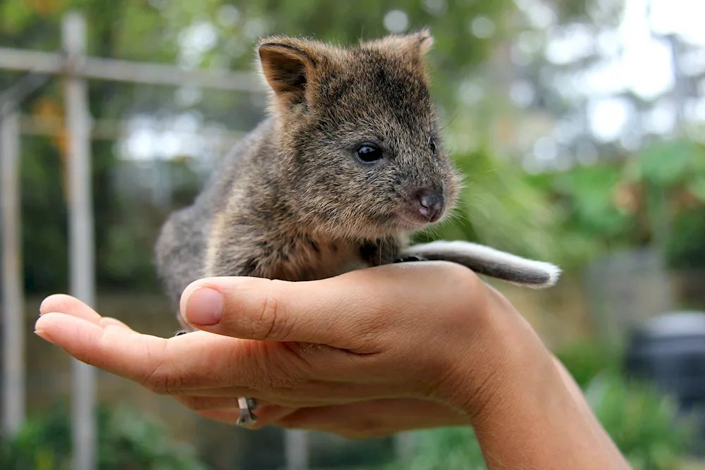 Kangaroo Quokka