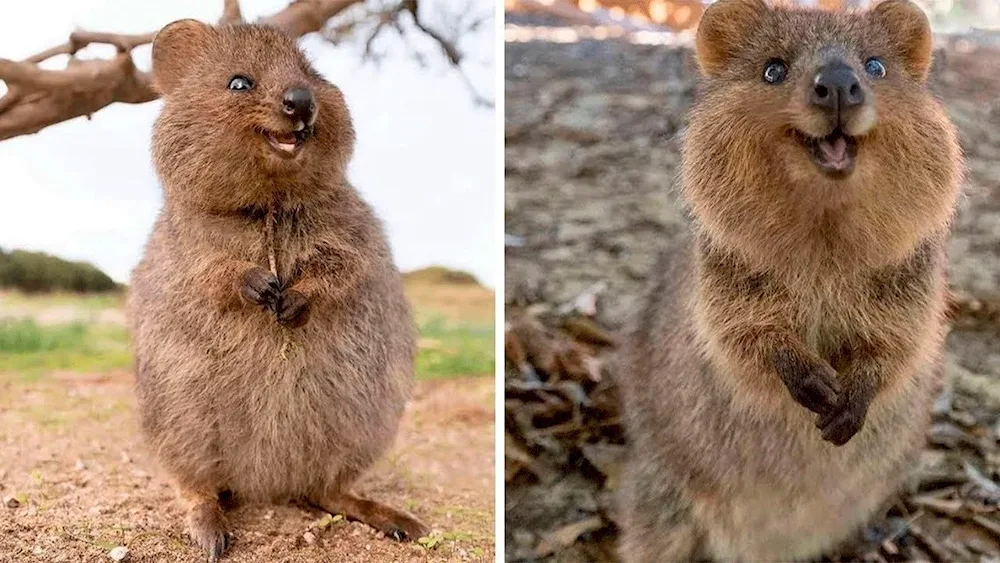 Kangaroo Quokka