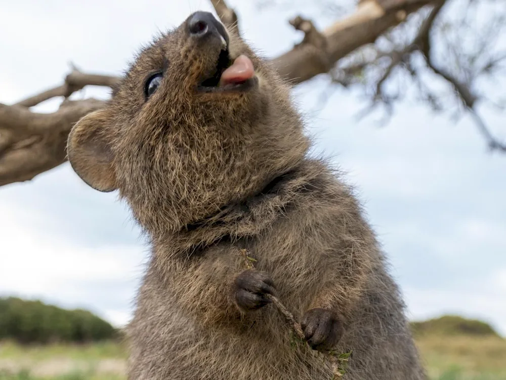 Kangaroo Quokka