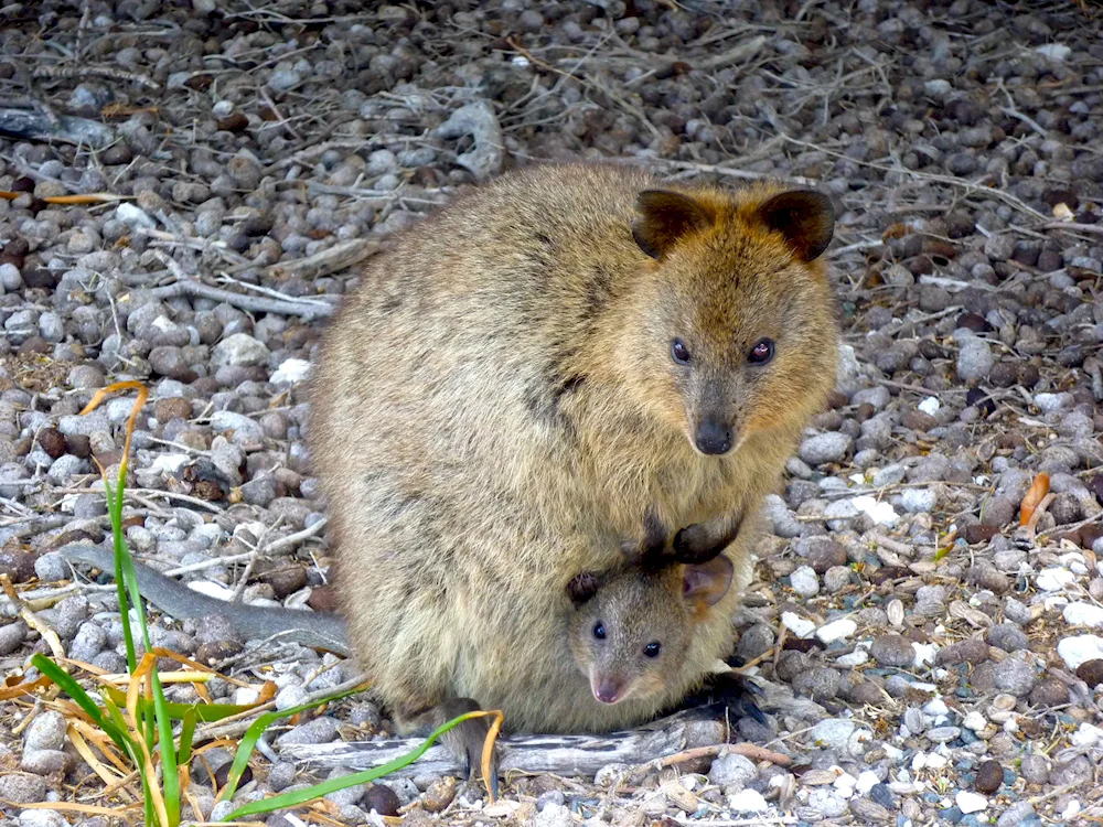 Kangaroo Quokka