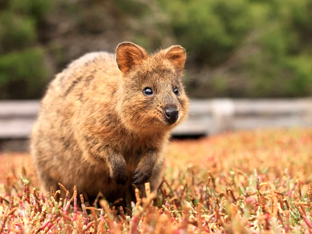 Kangaroo Quokka