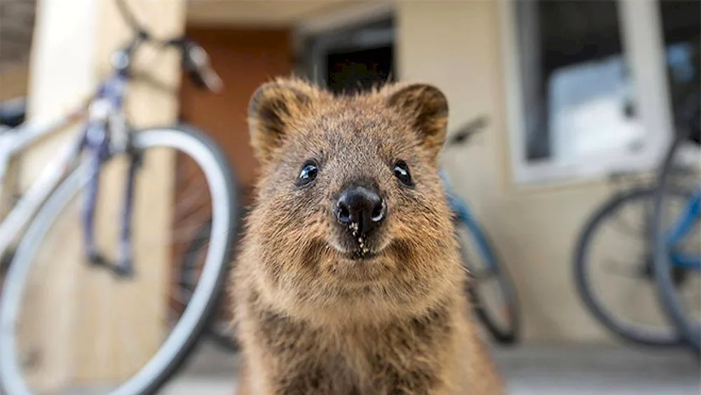 Anxious Quokka