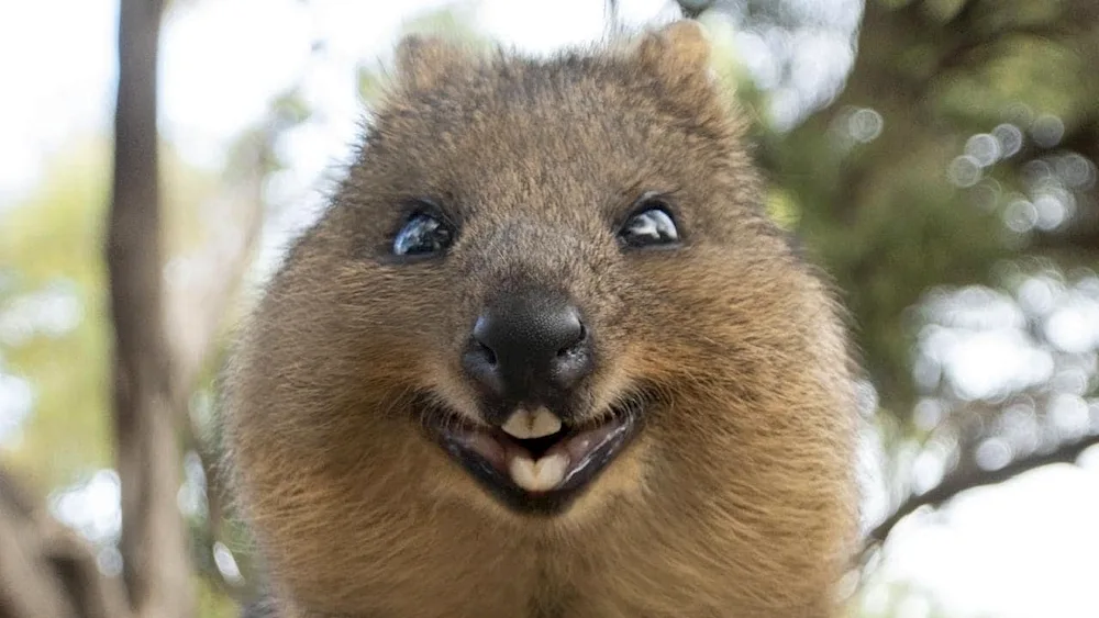Dwarf Possum