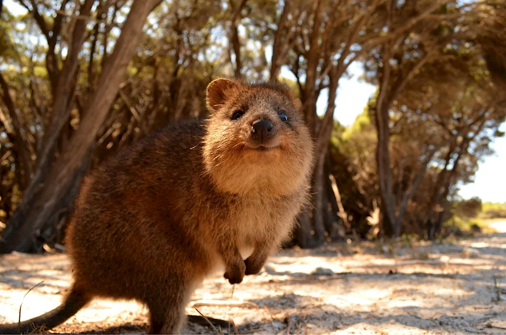 Kwokka marsupial animal