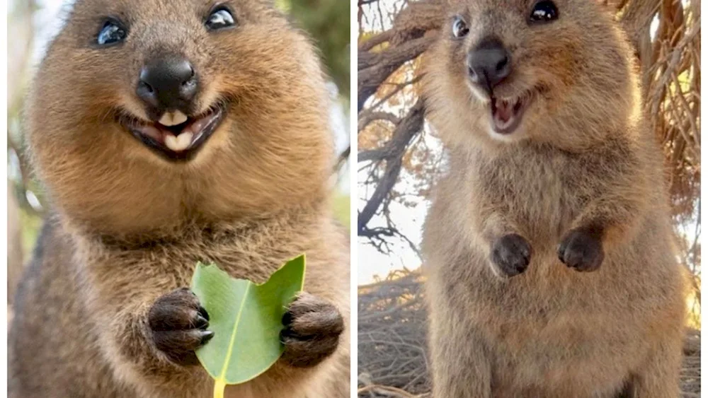 Kangaroo Quokka