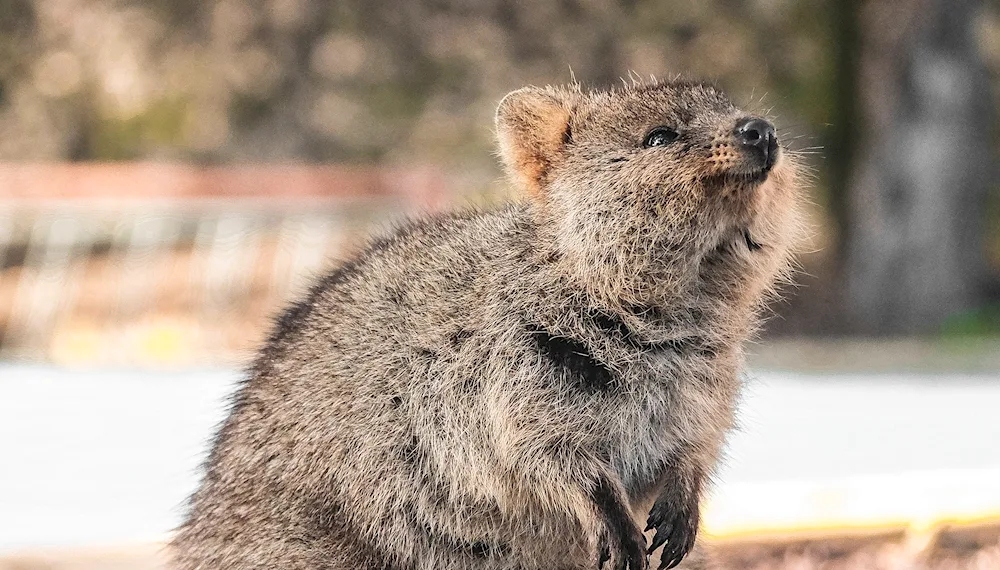 Kangaroo Quokka