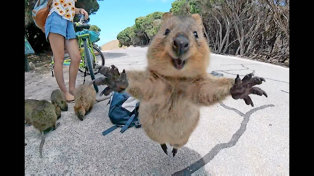 Kangaroo Quokka