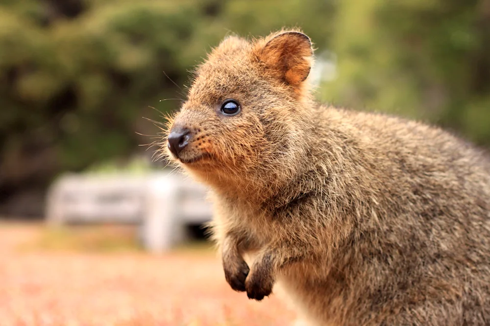 Kangaroo Quokka