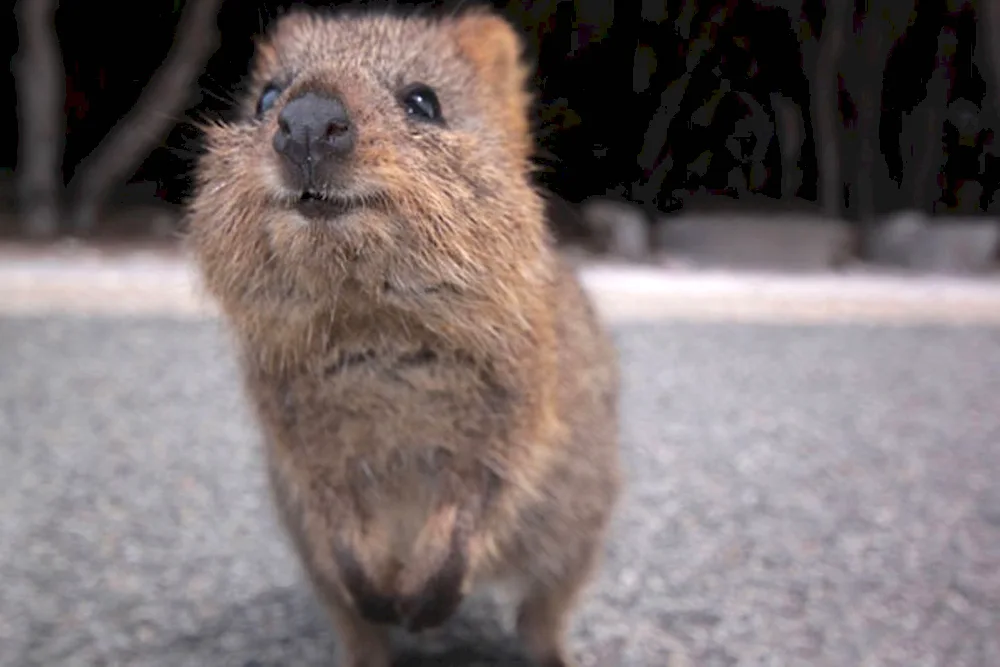 Kangaroo Quokka