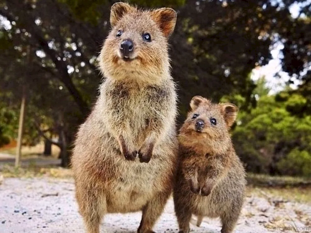 Kangaroo Quokka