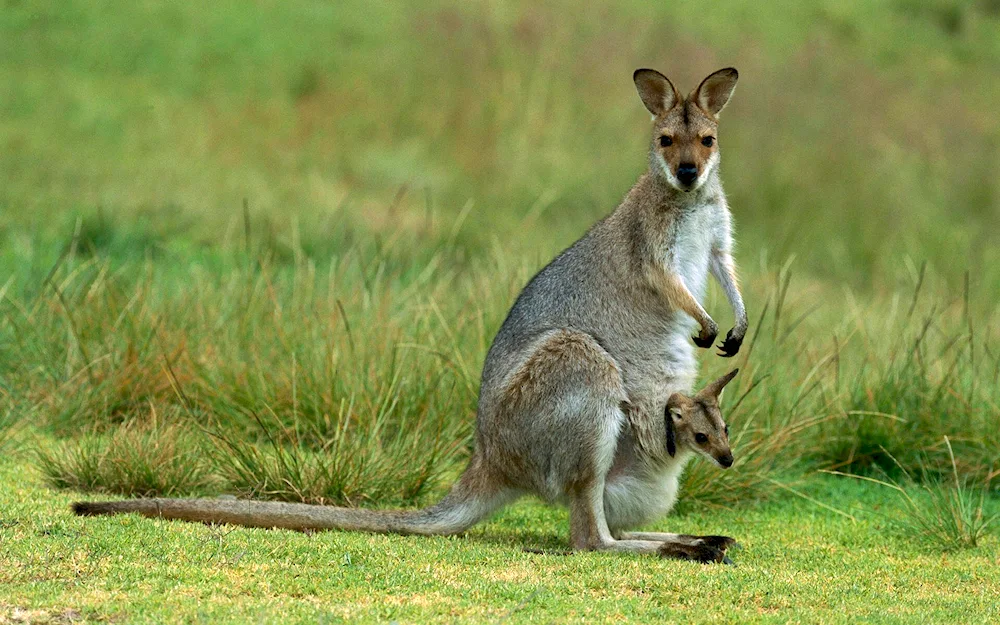 Kangaroo marsupial animals