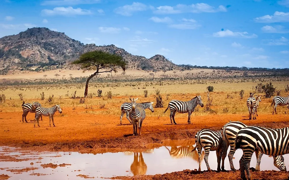 Navannah Chobe National Park in Africa