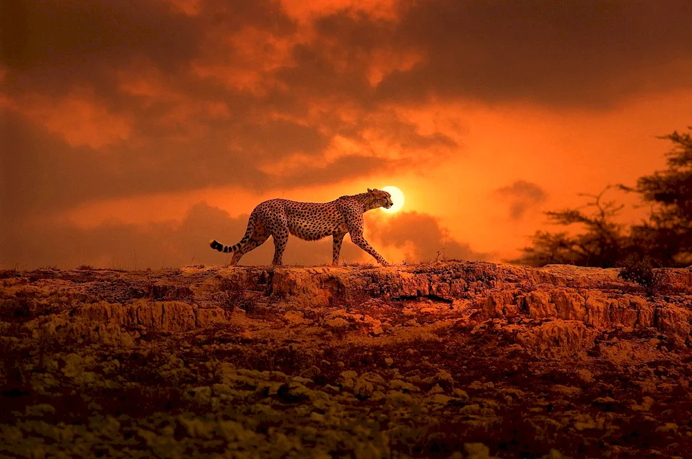 Etosha National Park in Africa