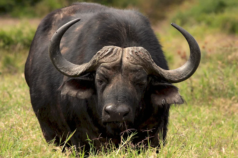 Buffaloes