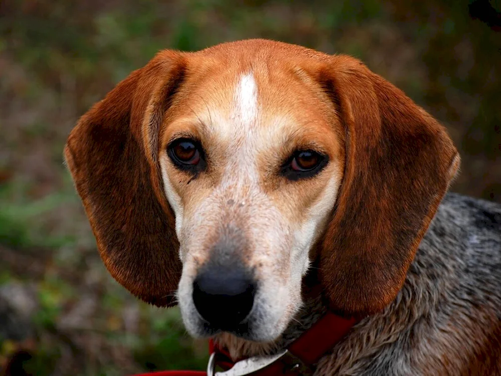 Russian Pygmy Hound