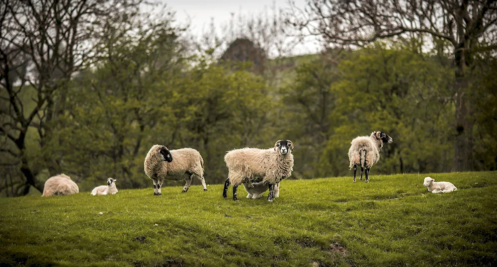 Field with sheep