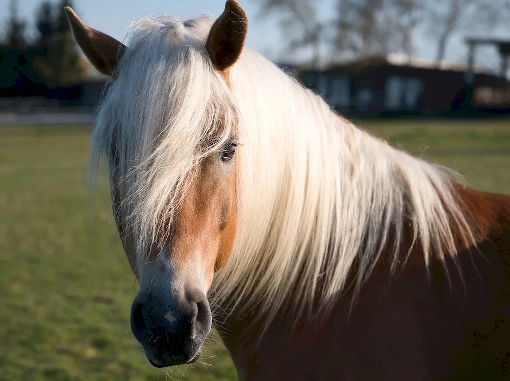 Horse hairstyles