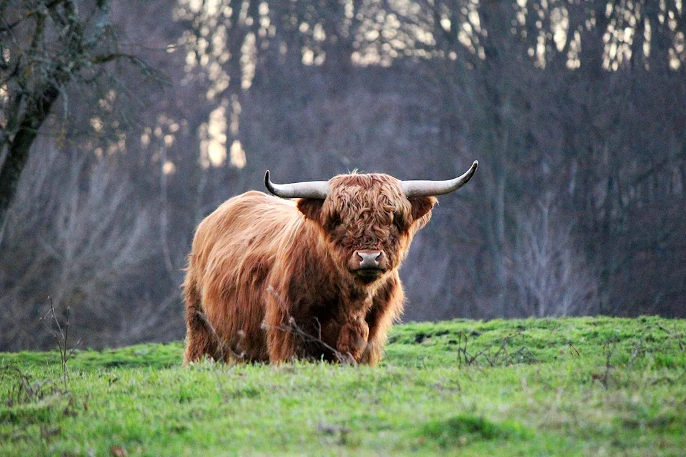 Highland bull