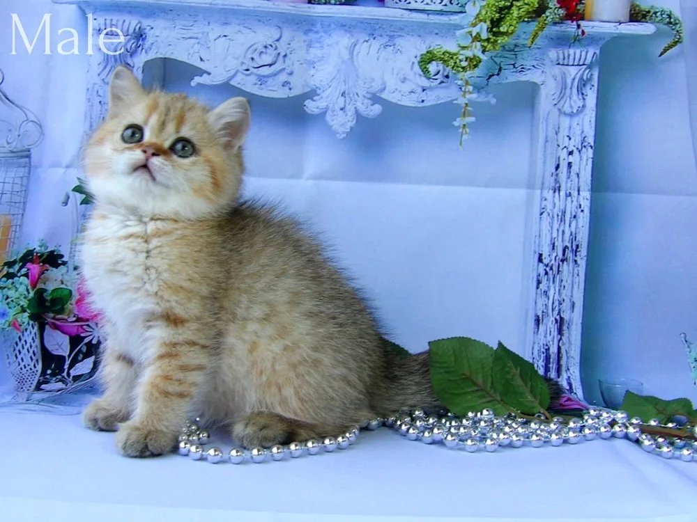 British Golden chinchilla