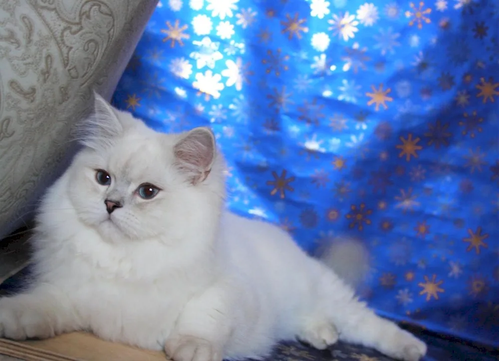 British straight-eared long-haired cat