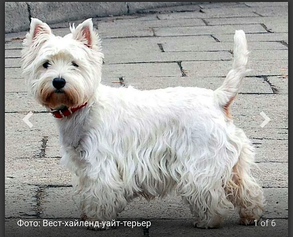 Yorkshire Terrier with a ponytail on his head