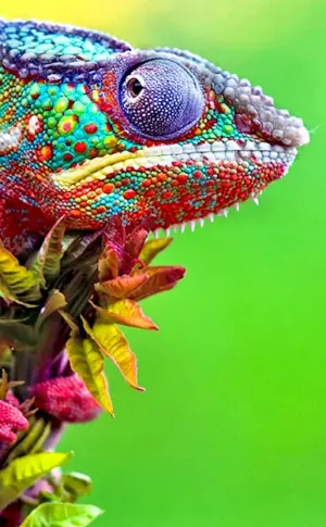 Chameleon