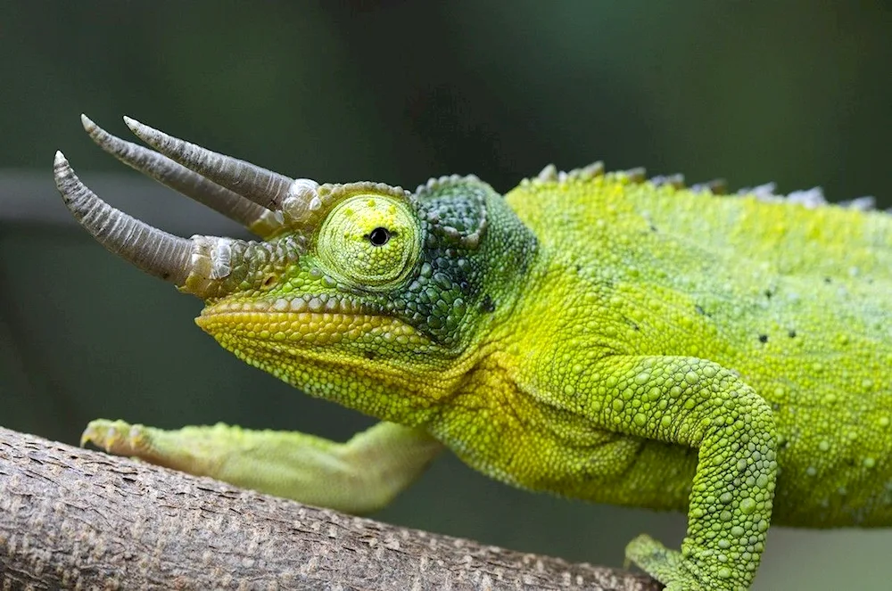 Green Iguana Iguana