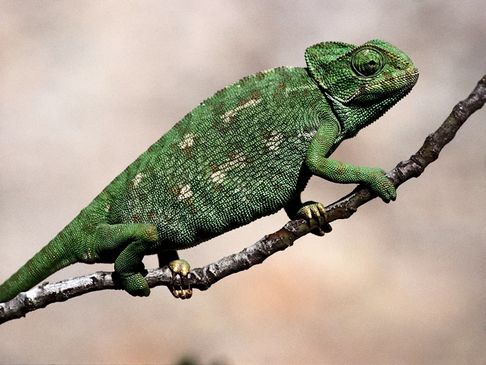 The chameleon is a reptile