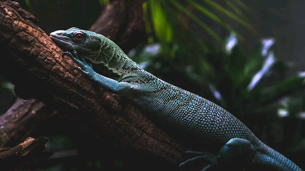 Chameleon lizard Varan