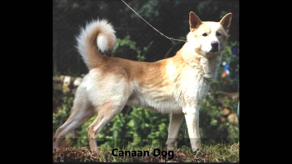 Chinook dog breed