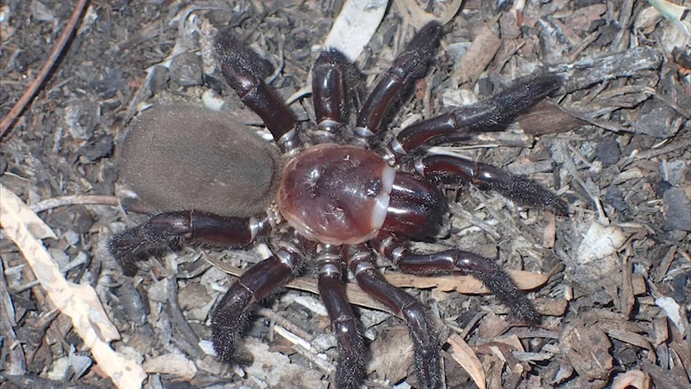 Spider Rain in Australia