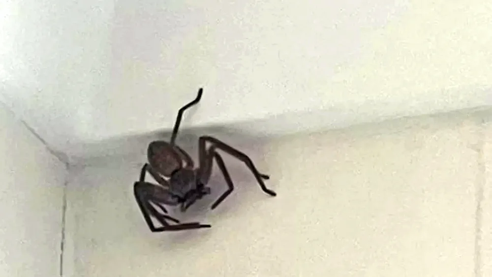 Australia Spider Invasion in Australia