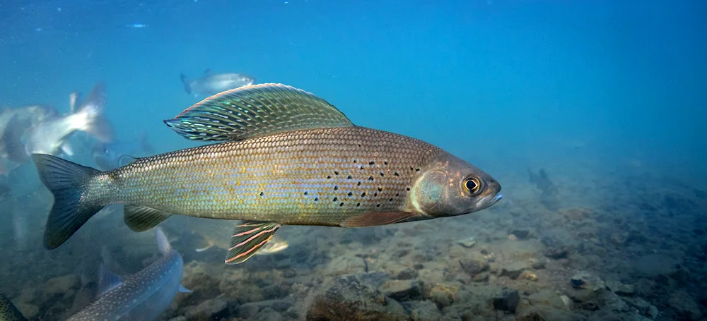 Baikal grayling fish