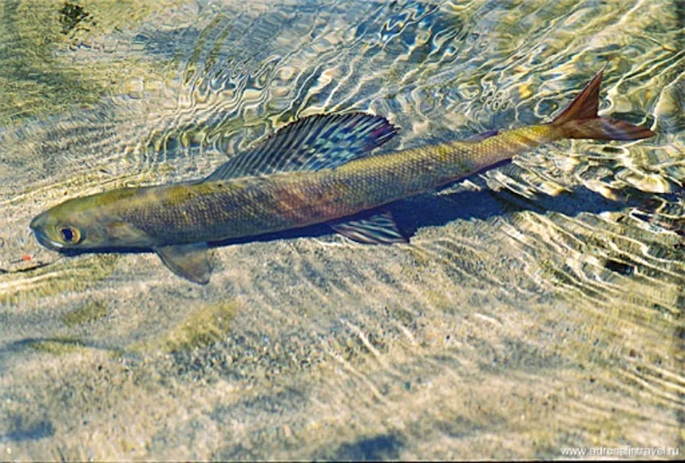 Baikal grayling fish