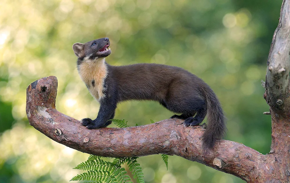 Marten weasel polecat marten ermine mink mink