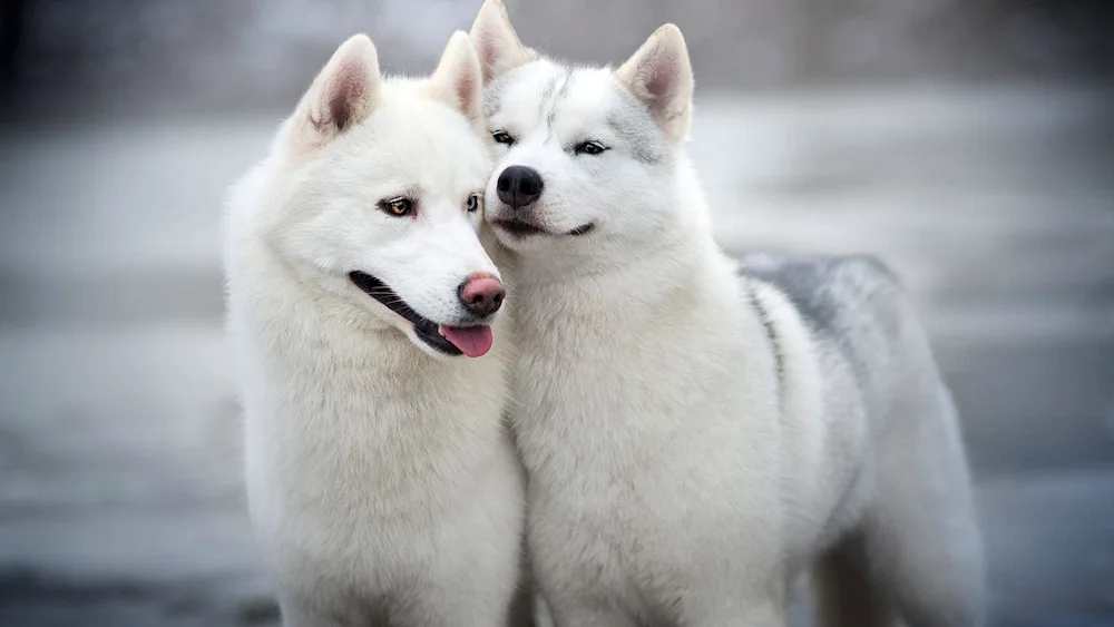 Husky albino