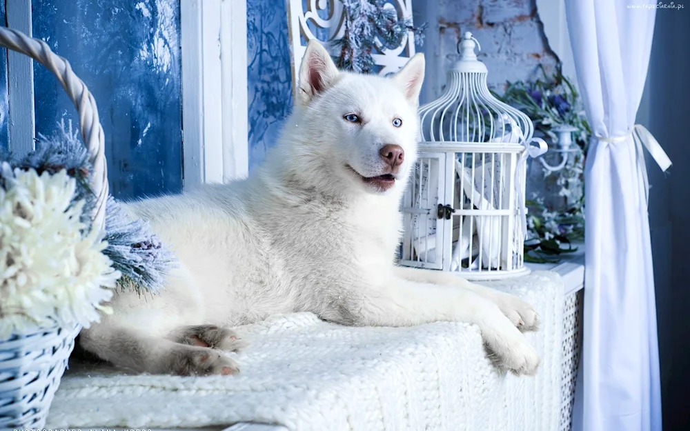 Siberian husky albino