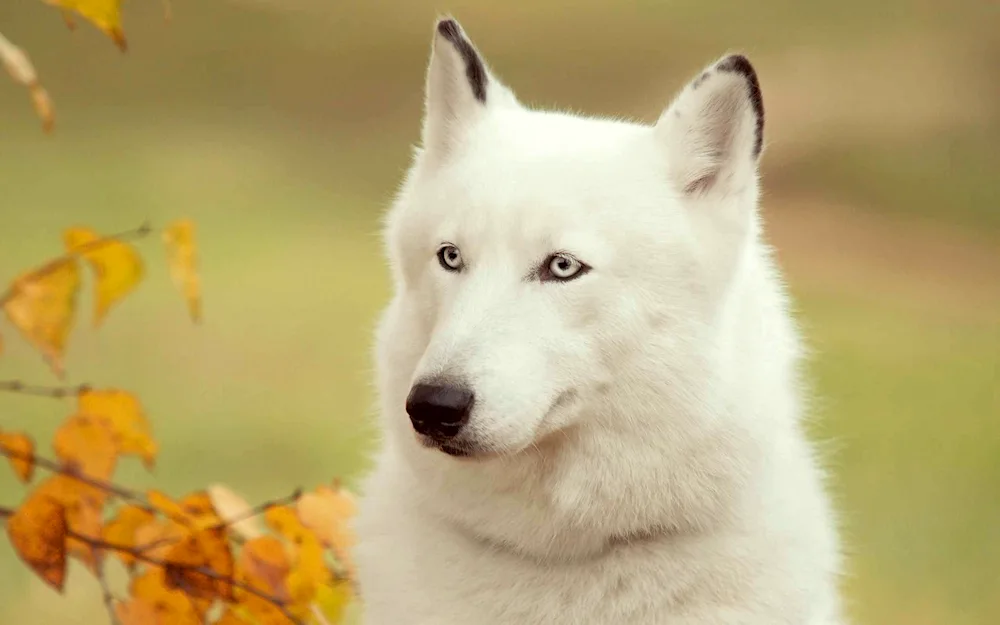 Haski albino puppy