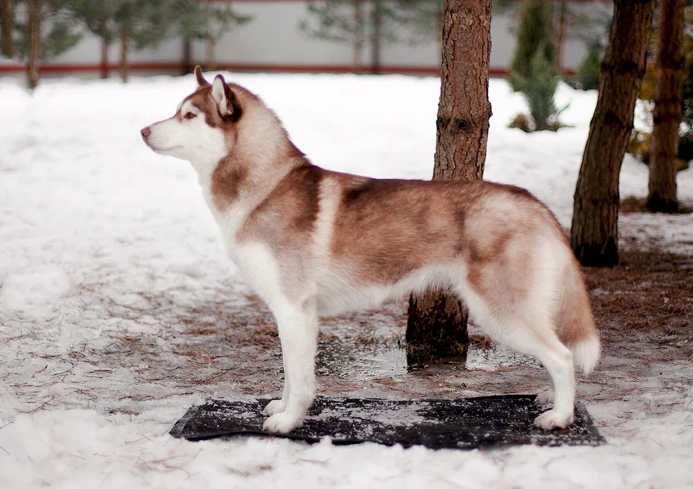 Husky Bandit and Bagel