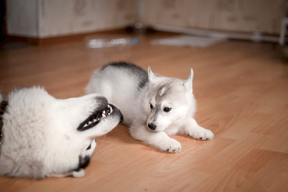 Husky video blogger bandit and Mr. Husky Buble