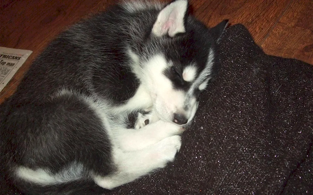 Siberian Husky at home