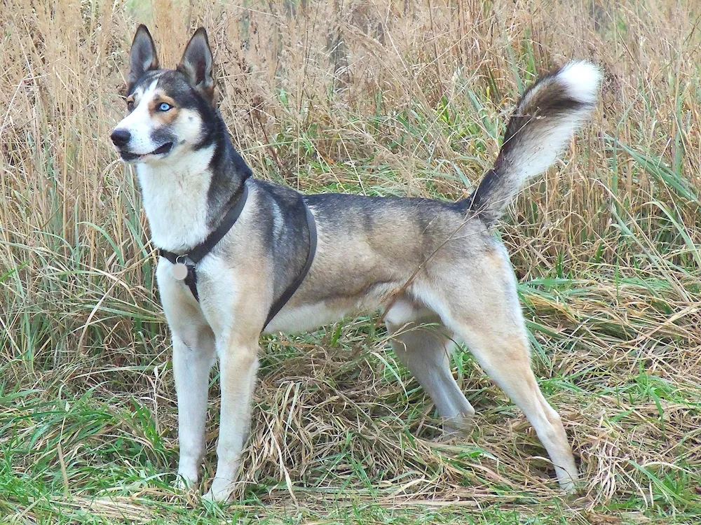 Malamute wolfhound