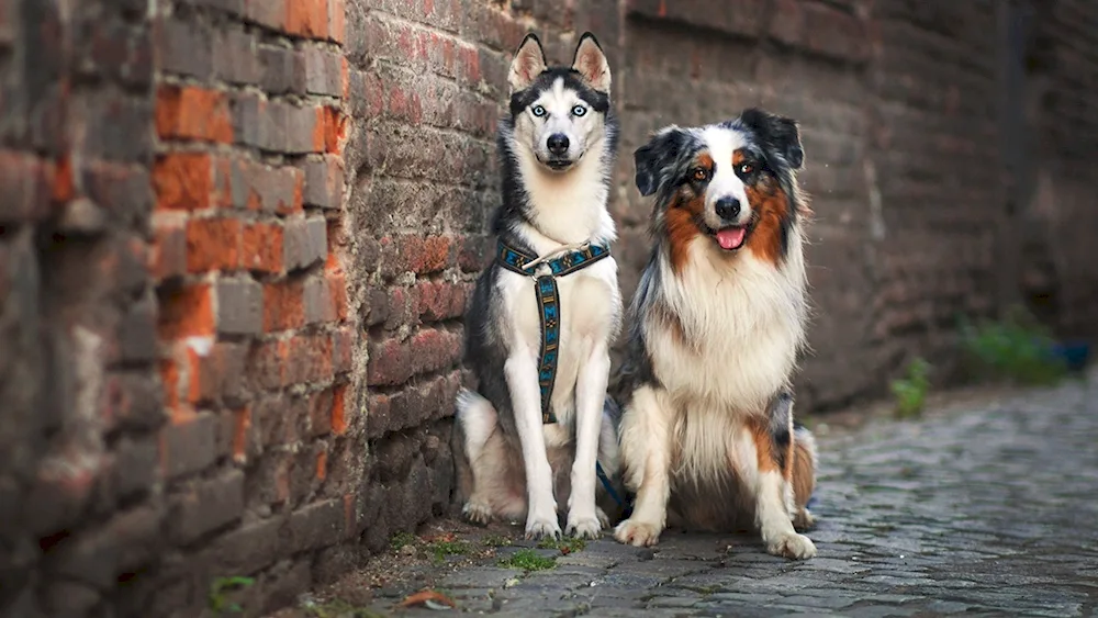 Husky and Australian shepherd. Sheepdog