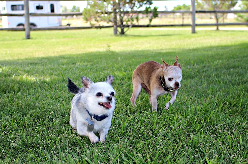 Hasky and Chihuahua